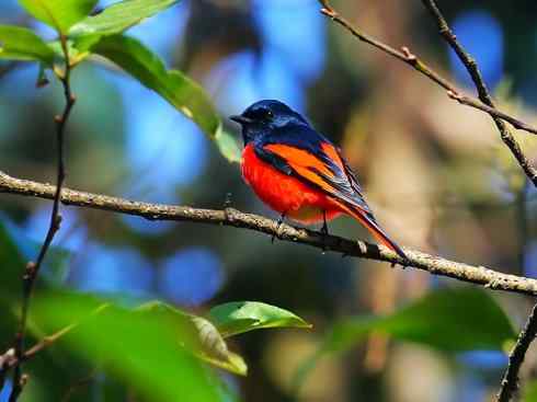 美丽无罪：雀鸟之山椒鸟