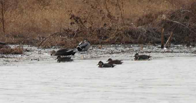 小燕子穿花衣 小燕子穿花衣