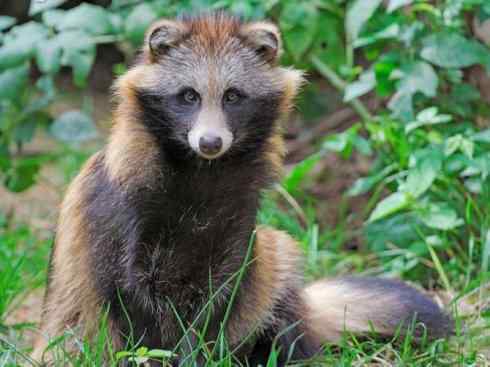 犬科：犬亚科犬属之貉