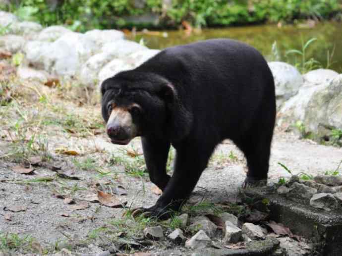 盘点十二大著名食蚁动物：懒熊