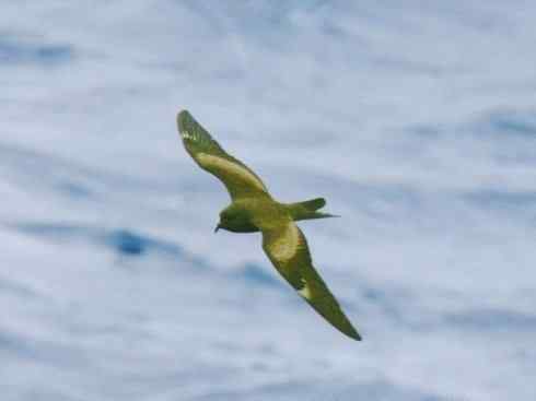 奇特的盔:雪海燕 奇特的盔:雪海燕