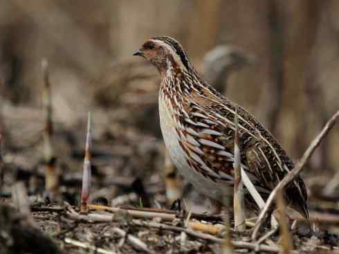 凤凰：传说的鸟原型探秘（鹌鹑）