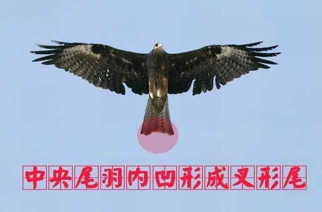 jpg 猛禽大全——中国东部地区27种迁徙类猛禽辨识