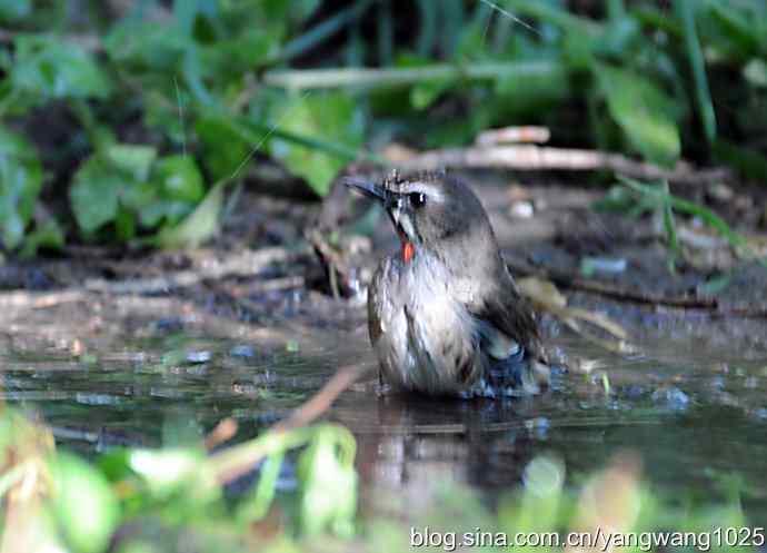 红喉歌鸲(雄性)续2 红喉歌鸲(雄性)续2