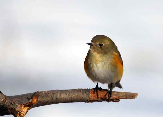 雌性红胁蓝尾鸲（26）