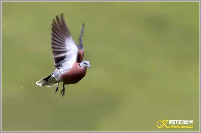 川西高原行•拍鸟【照片】