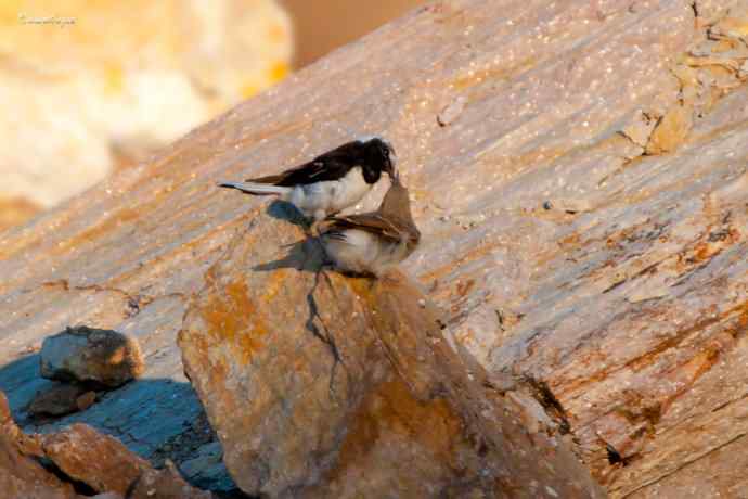 白顶鵖育雏 白顶鵖育雏
