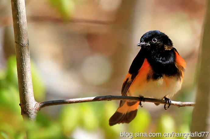 美国鸟类摄影——橙尾鸲莺