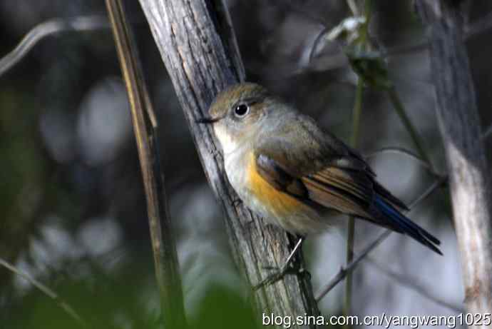 野生鸟（红肋蓝尾鸲）2