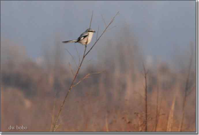 野鸭湖猛禽-红隼、短耳鸮、毛脚鵟