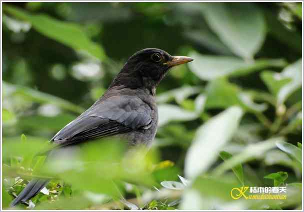 鈥湸蚰疋澦嫦搿菊掌 鈥湸蚰疋澦嫦搿菊掌