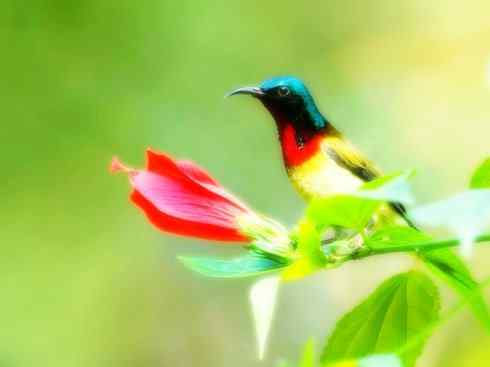 美丽无罪：雀鸟之太阳鸟