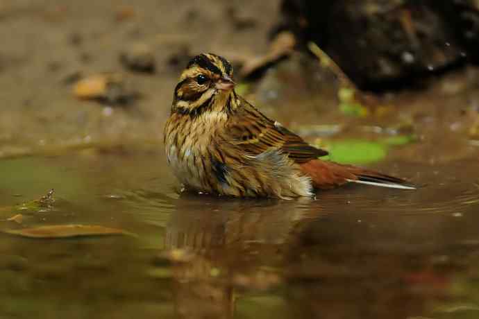 金汤沐浴.天坛白眉鹀