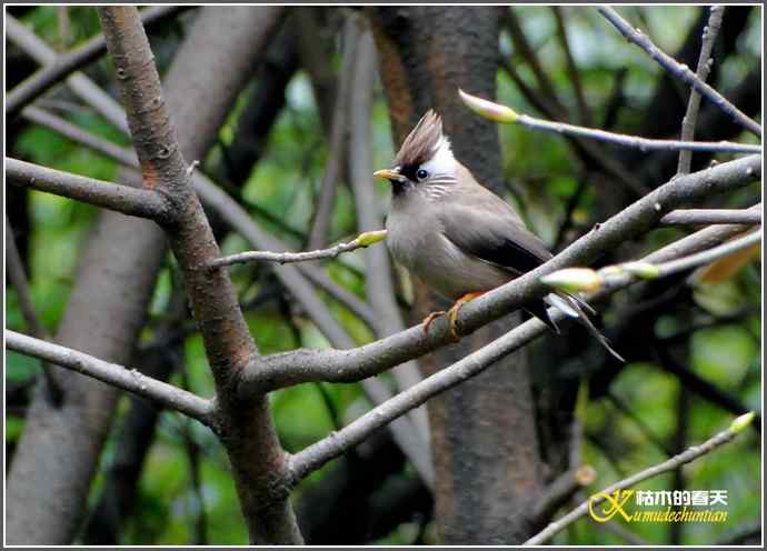 阴天拍鸟之“白领凤鹛”【照片】