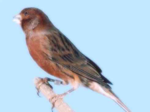 家禽驯化之源之十九