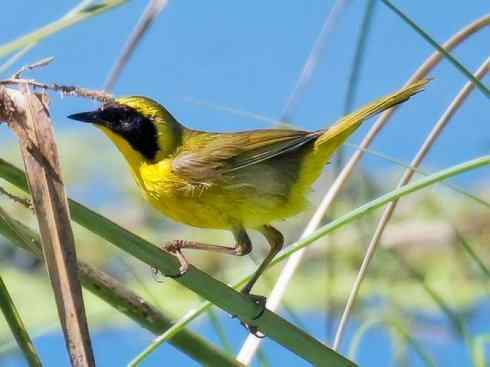 美丽无罪：雀鸟之地莺