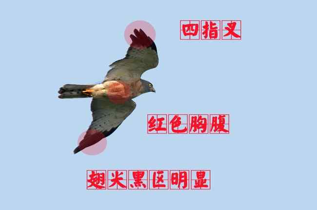 赤腹鹰 猛禽大全——中国东部地区27种迁徙类猛禽辨识