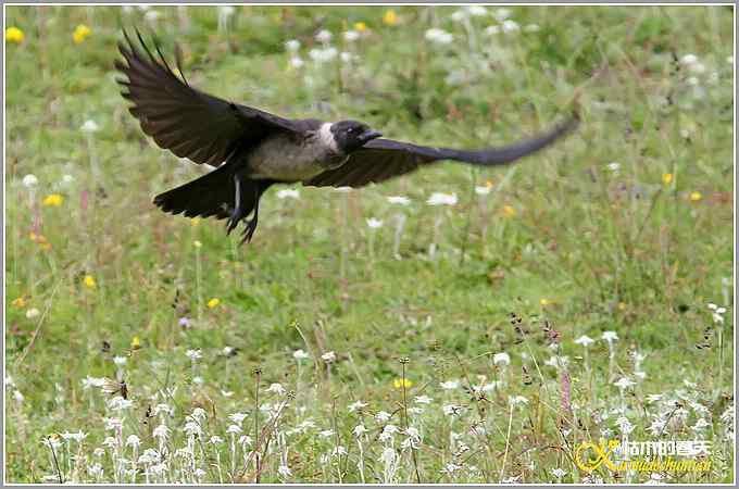 记录星鸦、达乌里寒鸦、小嘴乌鸦【照片】