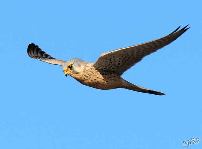 官厅水库&nbsp;wbr路&nbsp;wbr风中悬停的红隼