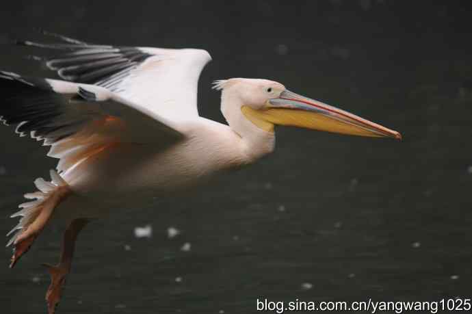 再拍鹈鹕 wbr11 再拍鹈鹕 wbr11