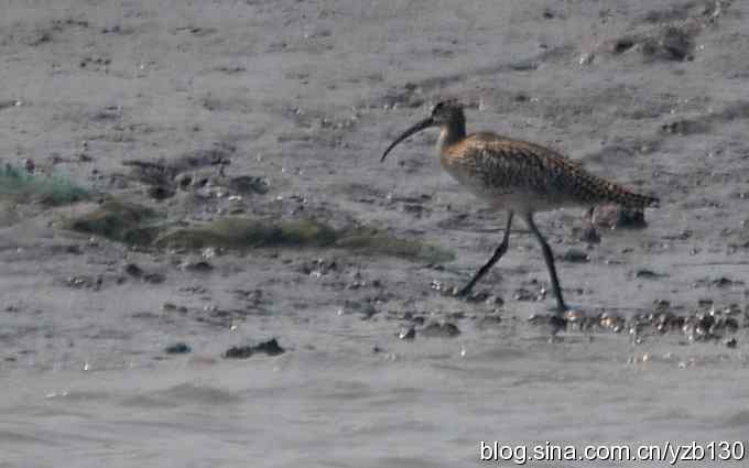 打到一只杓鹬,高兴ing鈥︹Γㄗ橥迹 打到一只杓鹬,高兴ing鈥︹Γㄗ橥迹