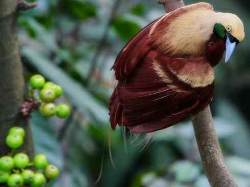 美丽无罪：雀鸟之极乐鸟