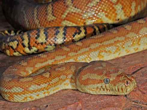 龙:传说的兽原型探秘(树蟒类) 龙:传说的兽原型探秘(树蟒类)