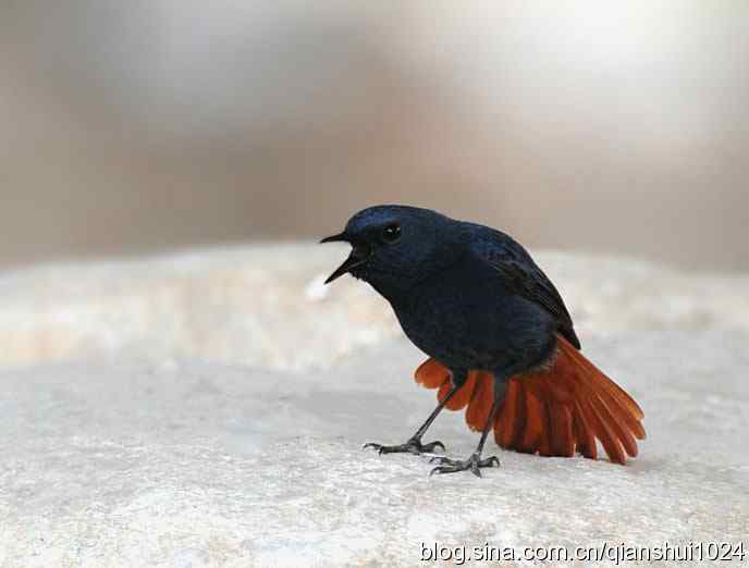 它可真能叫.十渡的红尾水鸲GG