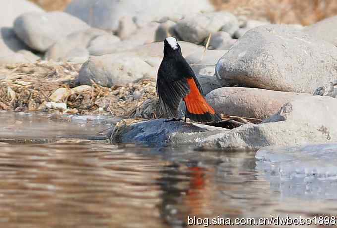 白顶溪鸲 wbr在水一方
