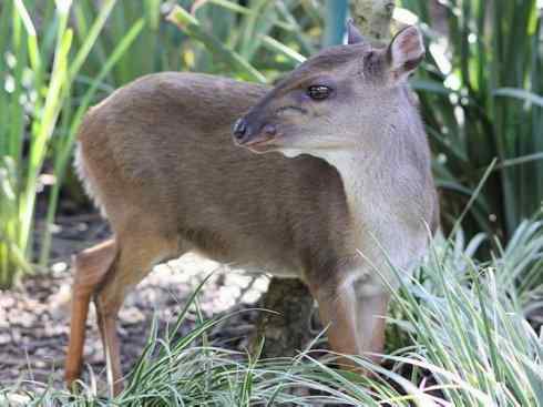 麒麟：传说的兽原型探秘（鹿羚）