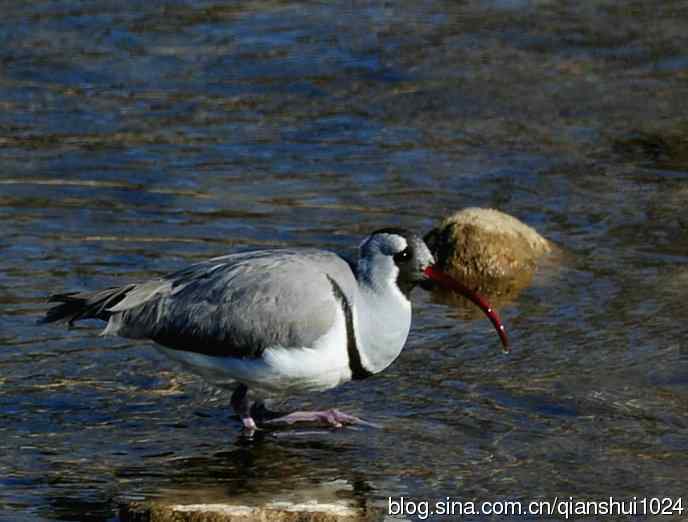 再遇鹮嘴.喜出望外