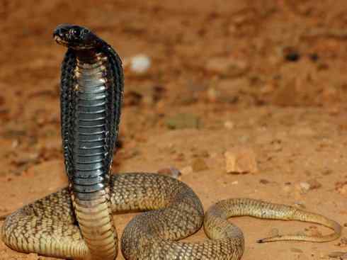 龙:传说的兽原型探秘(眼睛蛇类) 龙:传说的兽原型探秘(眼睛蛇类)