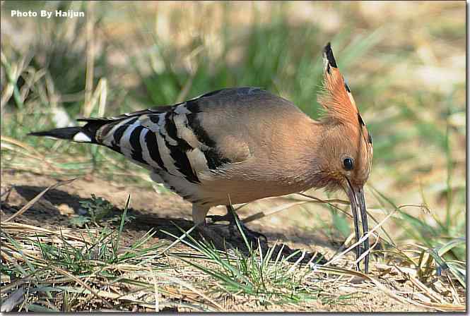  点击图片或使用键盘← →翻页