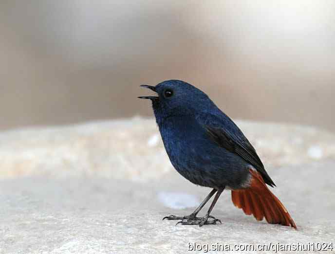 它可真能叫.十渡的红尾水鸲GG 它可真能叫.十渡的红尾水鸲GG