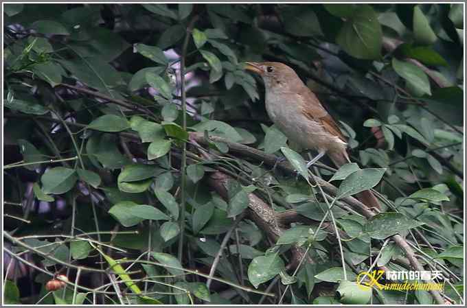 昨天拍的几只鸟【照片】