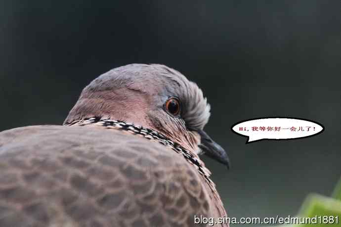 珠颈斑鸠来贺岁-闹市十五楼花架奇事续集