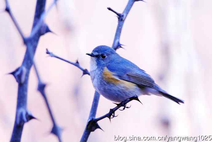雄性红胁蓝尾鸲(11) 雄性红胁蓝尾鸲(11)