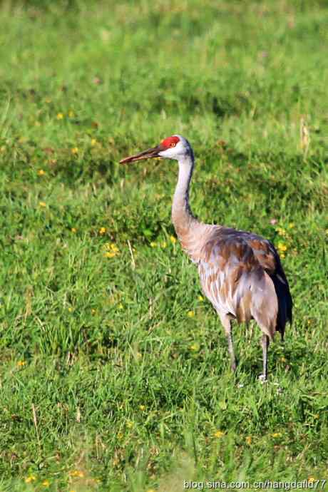 美国鸟类摄影——沙丘鹤