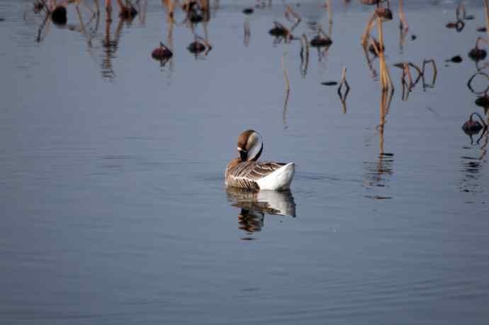 留在北京的鸿雁（随拍）