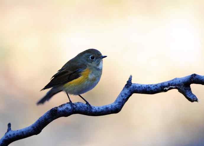 雌性红胁蓝尾鸲(13) 雌性红胁蓝尾鸲(13)