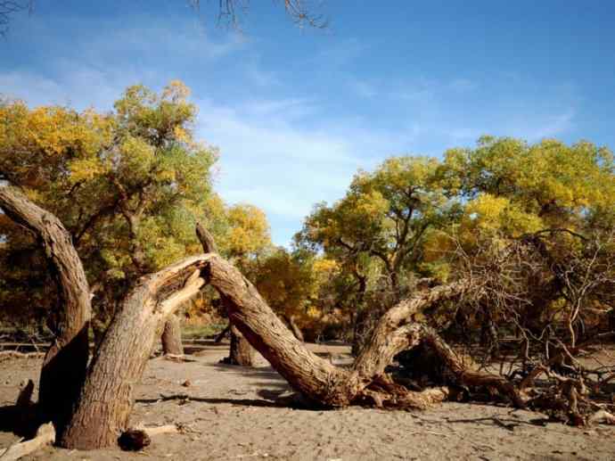 鱼类活化石:齿蝶鱼 鱼类活化石:齿蝶鱼