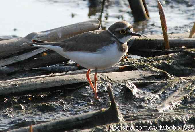 沙河云光水色鸟影