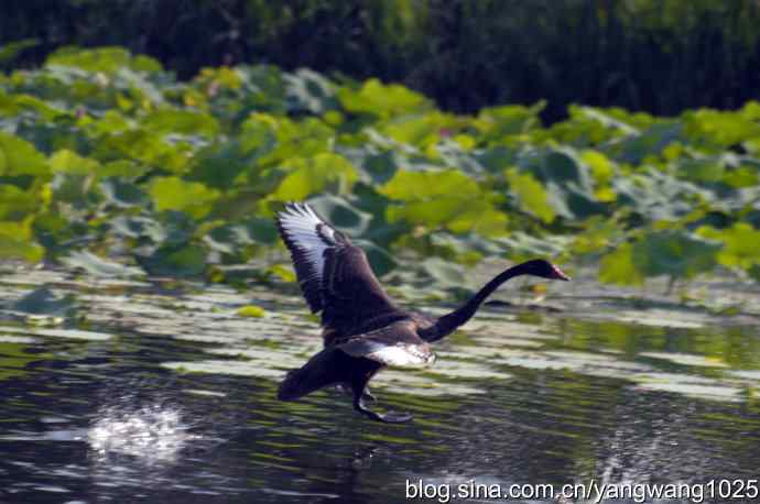 手持相机拍摄黑天鹅