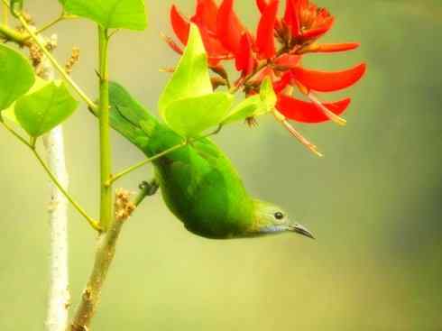 美丽无罪：雀鸟之叶鹎