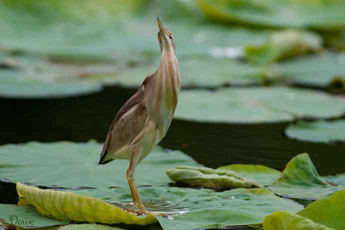 初到将府拍小鳽