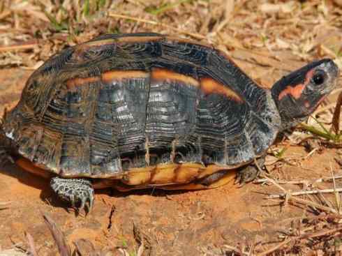 玄武:传说的兽原型探秘(潮龟) 玄武:传说的兽原型探秘(潮龟)