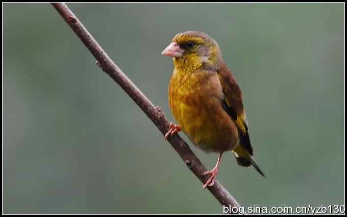 金海湖的鸟（6）鈥斺斀鸪崛傅龋ㄗ橥迹