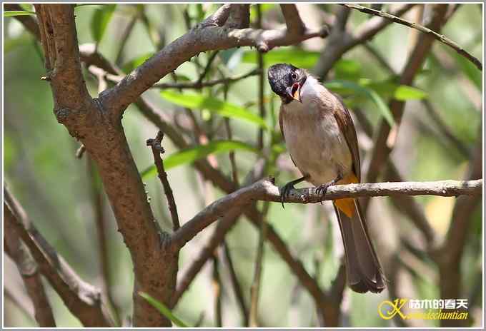夏天的几只鸟【照片】