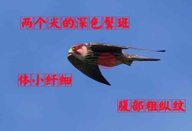 燕隼 猛禽大全——中国东部地区27种迁徙类猛禽辨识