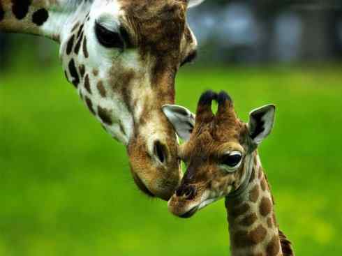 麒麟：传说的兽原型探秘（长颈鹿）